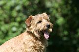 NORFOLK TERRIER 057
